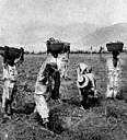 agriculturalist - someone concerned with the science or art or business of cultivating the soil