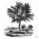 burrawong - large attractive palmlike evergreen cycad of New South Wales