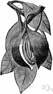 Myristica fragrans - East Indian tree widely cultivated in the tropics for its aromatic seed