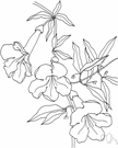 catclaw - erect shrub with small if any spines having racemes of white to yellow flowers followed by curved pointed pods and black shiny seeds