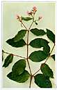 rheumatism weed - North American perennial having pinkish flowers in loose cymes