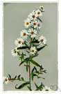 calico aster - a variety of aster