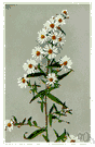 starved aster - a variety of aster