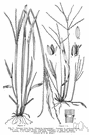 hairy finger grass - a European forage grass grown for hay