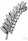 Chamaedaphne calyculata - north temperate bog shrub with evergreen leathery leaves and small white cylindrical flowers