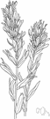Castilleja miniata - wildflower of western North America having ragged clusters of crimson or scarlet flowers