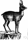 shammy leather - a soft suede leather formerly from the skin of the chamois antelope but now from sheepskin