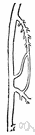 anastomose - come together or open into each other