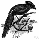 corvine bird - birds of the crow family