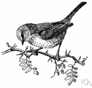 genus Auriparus - a genus of Paridae