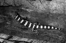 genus Coleonyx - banded geckos
