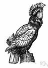 genus Cacatua - a genus of Psittacidae genus Cacatua - a genus of Psittacidae