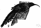 wood hoopoe - tropical African bird having metallic blackish plumage but no crest