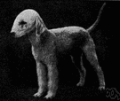 Bedlington terrier - a light terrier groomed to resemble a lamb