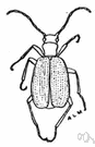 genus Brachinus - bombardier beetles