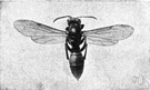 Polistes - a genus of Vespidae