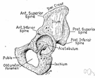 innominate bone - large flaring bone forming one half of the pelvis