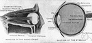eye muscle - one of the small muscles of the eye that serve to rotate the eyeball
