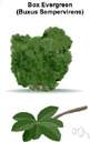 Torrey tree - rare small evergreen of northern Florida