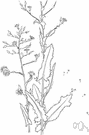 Lactuca sativa - annual or perennial garden plant having succulent leaves used in salads