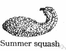 summer squash - any of various usually bushy plants producing fruit that is eaten while immature and before the rind or seeds harden