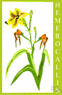 hemerocallis - east Asian rhizomatous clump-forming perennial herbs having flowers on long leafless stalks