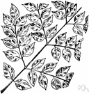 Gymnocladus - small genus of deciduous trees of China and United States having paniculate flowers and thick pulpy pods