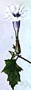 common thorn apple - intensely poisonous tall coarse annual tropical weed having rank-smelling foliage, large white or violet trumpet-shaped flowers and prickly fruits