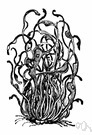 Roccella tinctoria - a source of the dye archil and of litmus