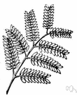 bipinnate leaf - a leaf having pinnate leaflets