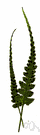 Asplenium pinnatifidum - a spleenwort of eastern and southern United States