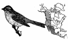 genus Passerina - a genus of small North American finches including the New World buntings