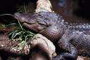 American alligator - large alligator of the southeastern United States