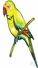 Psittacidae - coextensive with the order Psittaciformes
