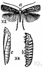 Tineoidea - clothes moths