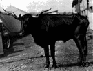 longhorn - long-horned beef cattle formerly common in southwestern United States