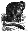 genus Aotus - douroucoulis