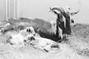 bedding material - material used to provide a bed for animals