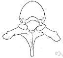 apophysis - (anatomy) a natural outgrowth or projection on an organ or body part such as the process of a vertebra