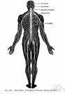 peripheral nervous system - the section of the nervous system lying outside the brain and spinal cord
