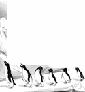 waddler - someone who walks with a waddling gait