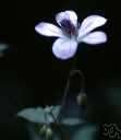 wild flower