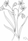 claytonia - genus of mainly North American succulent herbs with white or pink flowers usually in terminal racemes