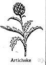artichoke - Mediterranean thistlelike plant widely cultivated for its large edible flower head