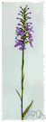 purple-fringed orchis - North American orchid with clusters of fragrant purple fringed flowers