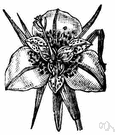 pavonia - any of various evergreen plants of the genus Pavonia having white or yellow or purple flowers