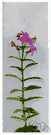 deer grass - any of several plants of the genus Rhexia usually having pink-purple to magenta flowers