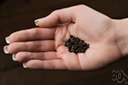 guinea grains - West African plant bearing pungent peppery seeds