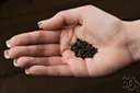 Guinea pepper - West African plant bearing pungent peppery seeds