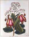 anacardium - type genus of the Anacardiaceae: cashew